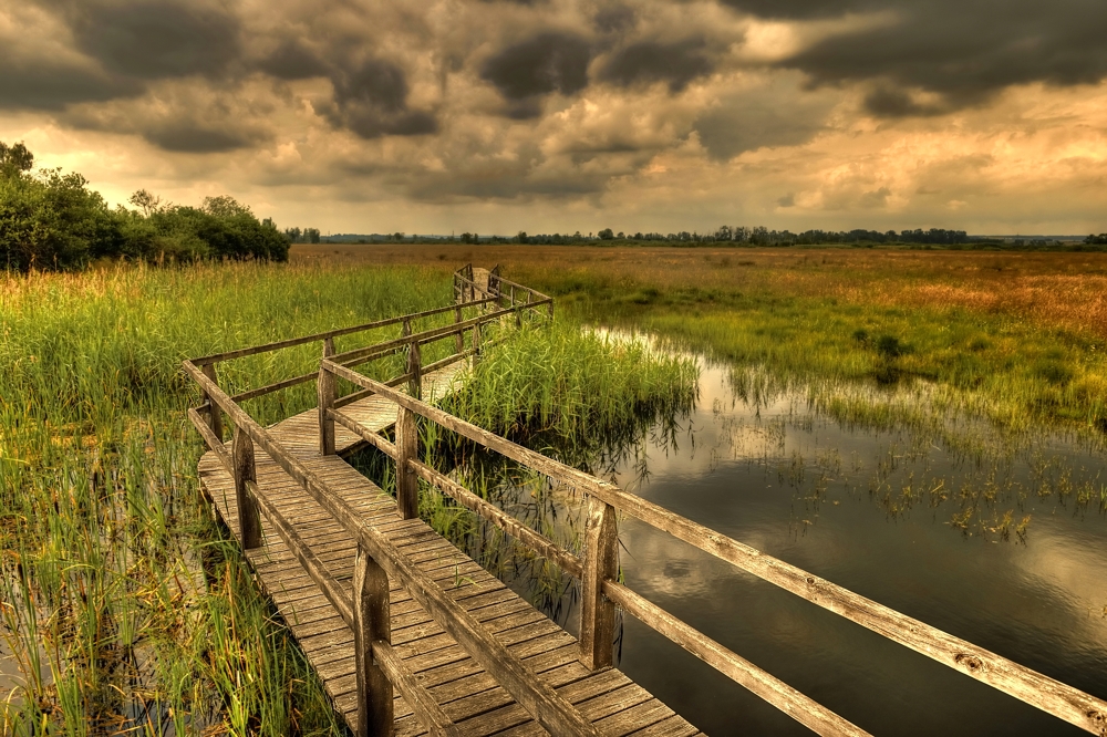 Mueller Franz der Weg ins Moor